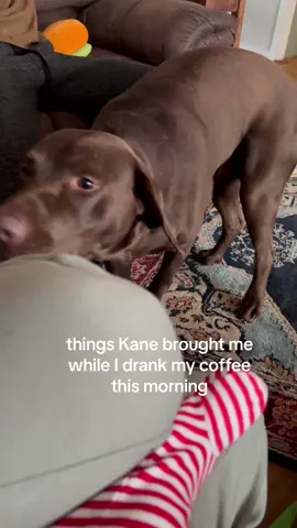 send help. Its 10 degrees in the south and he isn’t getting as much of his usual play time.😫😭#greenscreenvideo #labrador #labpuppy #labradorretriever #dogsoftiktok #dog #chocolatelab 