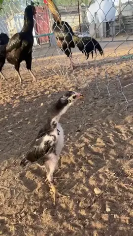 #شامو #شامو_الماني #شامو_الماني_هزاز #انتاجي #انتاجاتي #فروخ_شامو #هزاز #ديك_هزاز #دجاج #دجاج_زينه #شامواه #طيور #دجاج_باكستاني #دجاج_بوف #صك #اسود #السعوديه #جازان #براهما #فارسي #عملاق #الماني_هزاز#شامو #شامو_الماني #شامو_الماني_هزاز #انتاجي #انتاجاتي #فارسي #براهما #جازان #السعوديه #اسود #فروخ_شامو #هزاز #ديك_هزاز #دجاج #دجاج_زينه #شامواه #المدينه_المنوره #جدة #الطايف #مكة #ابها #الحجاز #الخمرة_جدة #عمان #البحرين #الامارات #قطر #الكويت