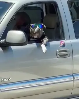 lmao 😂 #cooldog #dog #bestdog #funnyvideos #snoopdogg #drivingdog 