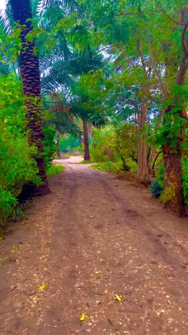 #بساتين فضلية #الناصريه_الحبيبه #البصرةكربلاء__بغداد_الحبيبه_الناصريه 