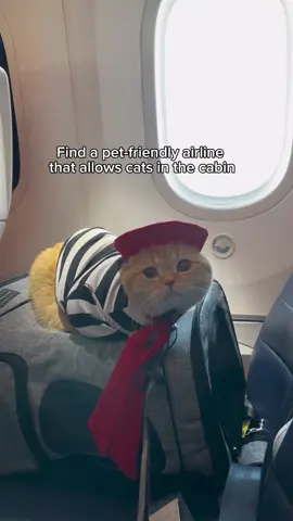 Wherever we travel, we buy three tickets in total to take three cats with us. Note that not all airlines allow you to do this, so make sure to check your airline's policy #catsoftiktok #PetsOfTikTok #cats #airplane #travel #cat #catlover #travelingcat #ConSantanderConecto 
