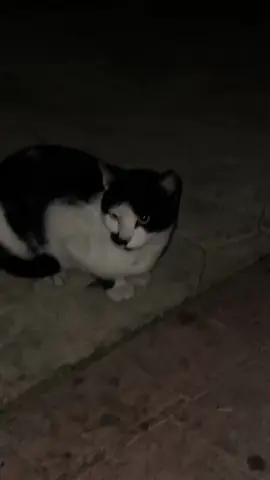 #قطلر #fyp #meme #cat #catler فيك شبه من واحد حبيبنا يمعلم 🤣  