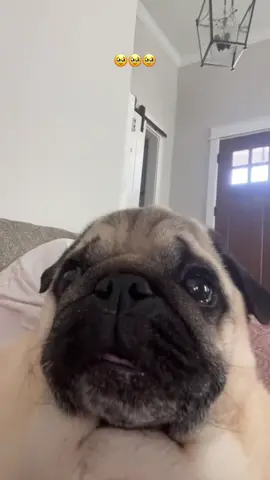 Timmy is the cutest pug ever 🥹 (@Timmy) #dog #dogsoftiktok #pug #cute #wholesome #hoest 