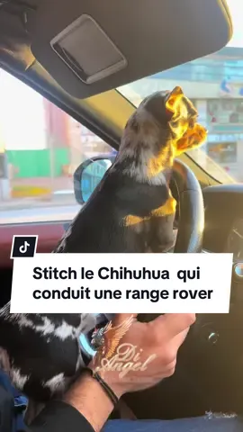 STITCH Le chihuahua qui conduit une range rover  @Zaid @I am The Don @🇹🇳 Dog Mom 🇹🇳  #chihuhua #chihuahuastiktok #rangerover #rangeroversport #dog #t#dogsoftiktok #fyp #viral #fypシ  #drift #sport #iphone  #apple #likeaboss #wanted #chien  @🇹🇳 Di Angel Dogs Club 🇹🇳  @🇹🇳 Di Angel Dogs Club 🇹🇳  @🇹🇳 Di Angel Dogs Club 🇹🇳 