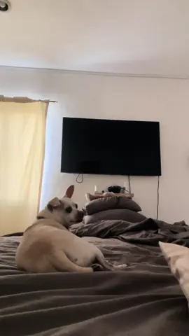 #animallover #viral #lovemydog 