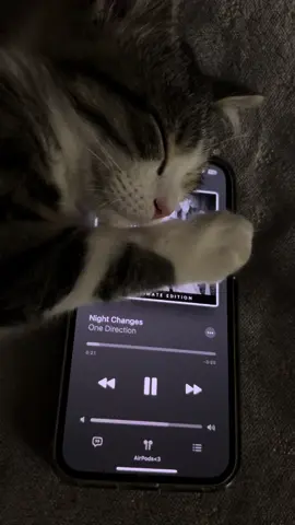 #nightchanges #onedirection #cat #music #viral #foryou #foryoupage #foryoupageofficiall #tiktoksafe #animalsafe #safe 