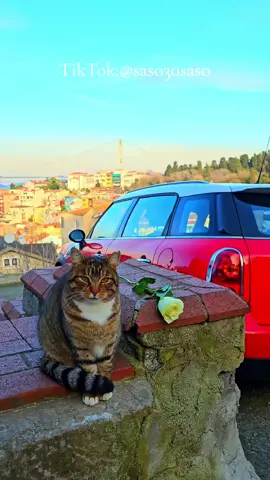 #تصويري #كوزنجوك #الحياة_الطبيعية #قطه #من_مكان_تصوير_المسلسلات_التركية #مسلسل_دموع_الورد #fypシ #2024 #اكسبلور #الشعب_الصيني_ماله_حل😂😂 