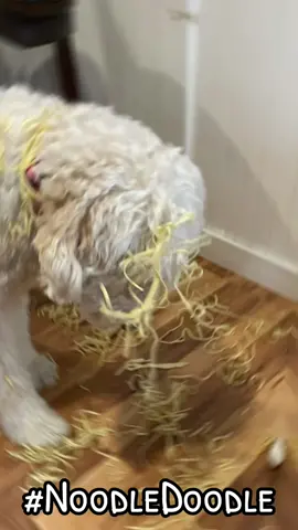 How To Make A NOODLE-DOODLE #goldendoodle #doglover #prank #howto #fyp #foryourpages #miley #chill 