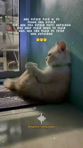 #sastro_storyjowo #fypシ゚viral #storywhatsapp #liriklagu #mumetndasku #kucinglucu 