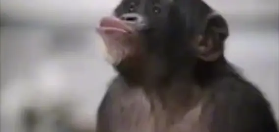 Why is this so addicting#monkey#chimp#lol#fyp#viral#uuahh#singingmonkey 