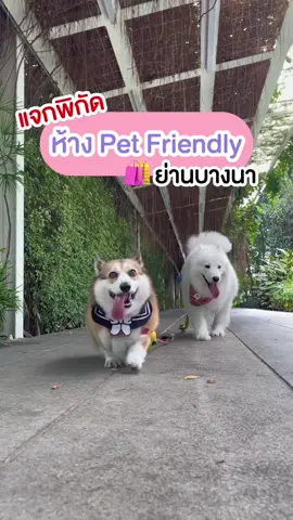 แจกพิกัดห้าง Pet Friendly 🛒🐶 #หมาน่ารัก #หมา #เคล็ดลับสัตว์เลี้ยง #รักสัตว์ #ซามอยด์ #คอร์กี้ #พนักงาน4ขาซิกม่าซัมเมอร์ #ซิกม่า #ซัมเมอร์ #sigma #Summer #samoyed #corgi #สี่ขาแสนรัก #เรื่องควรรู้ #fyp #dog #dogsoftiktok #megabangna #เมกะบางนา 