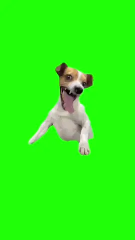 Chien qui rigole fond vert - Dog who is laughing greenscreen #fondvert #fondvertdrole #greenscreenmemes #greenscreenmeme #greenscreen #dog #chiensurtiktok 