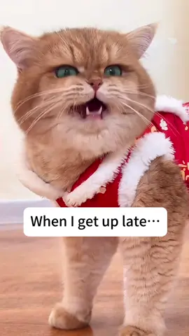 Very angry…#pets #cat #catsoftiktok #funny #cute #foryou 