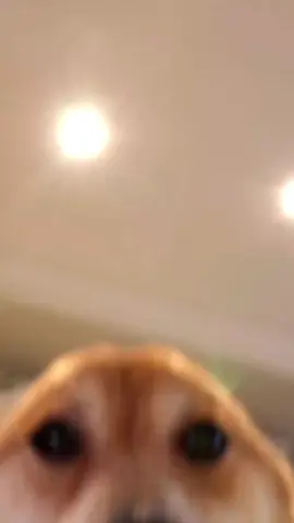 #dog #dogs #livewallpaper #livewallpaper4k #4k #4klivewallpaper #livewallpapers #wallpaper #wallpapers #ライブ壁紙 #livenawallpaper #壁紙4k #живтапет #hìnhnềnsống #жандытұсқағаз #zhivyye_oboi #живыеобои #живыеобоинаайфон #анимация #обои4k #4kобои #обои4kайфон #خلفيةحية #動態壁紙 #wallpaper #動態壁紙鎖屏 #wallpapers4k #жандууобои #élőháttérkép #ライブ壁紙4K #wallpaper4kiPhone #livewallpaper4kiPhone #fondodepantalla #letërmurilive #fondodepantallaanimado #fondosdepantalla4k #կենդանիպաստառ #longervideos #라이브배경화면 #라이브벽지4k #hìnhnềnsống #लाइववॉलपेपर #लाइववॉलपेपर4k #ζωντανήταπετσαρία #sfondianimati #ცოცხალიფონი #gyvitapetai #longervideos #edit #fyp #wallpaperiphone #Canlıdivarkağızı #fypシ #4kiPhonewallpaper #livephoto #viral #popular #trend 