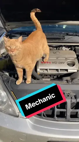 Puurrrfect Mechanic #funnycat #mechanic 