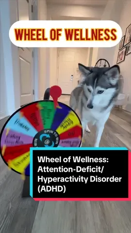 Sapphie spins Wheel of Wellness: Attention-Deficit/Hyperactivity Disorder (ADHD) ❤️🐶 #SapphieSpins #WheelOfWellness #smartdog #dogs #adhd #MentalHealthAwareness 