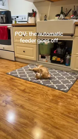 Pov: the automatic feeder goes off #catsoftiktok #automaticfeeder #orangecatsoftiktok 