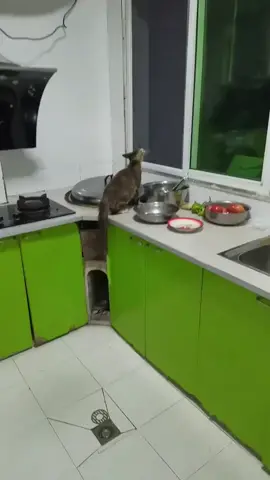 Destructive cats #funnycat #catsoftiktok #funnycats #funnyanimals #funny #foryou 