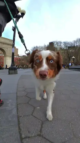 Come take a walk with me and my dog 🦮🚶‍♂️#fyp #dogsoftiktok #australianshepherd #Love #dogpov @insta360_official 