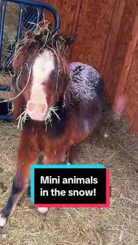 Checking on the minis in the snow!🥶🐴🐮🐐 #minifarm #minifarmlife #poppyandpetunia #blancheanddolly #minihorses #minianimals 