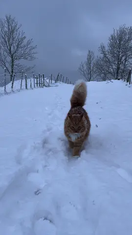 I love his extra fluffy tail during winter❤️❄️ #fluffycat #fluffytail #happycat #mainecoon #norwegianforestcat #winterinnorway 