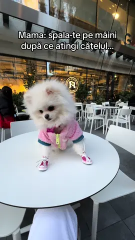 Follow pe contul ei de insta sushi.the.pomyy 🎀🎀 . . . Doar daca aveti cațeluș puteti intelege acest video 😭❤️❤️ #sushi #thepomy 