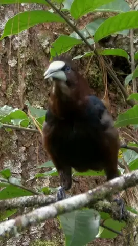 Chestnut-headed oropendola (Psarocolius wagleri)