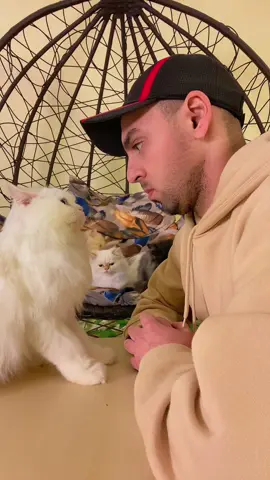 Look at me and kiss me 🙏 #fyp #viral #cat #Love #cute 