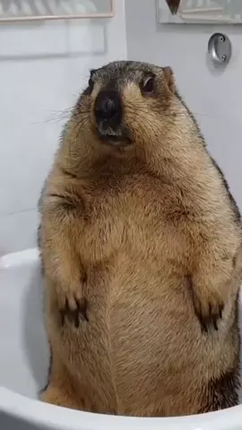 я не знаю какую эмоцию юзнуть, короче, смотрите как моют суслика. #рек #on #elbruso #fyp #fypage #recommendations #viral #суслик 