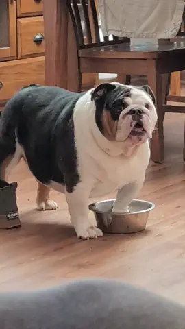Rolo says it's dinner time now #funny #englishbulldogsoftiktok #englishbulldog #fyp #dog #bulldog #bulldogsoftiktok #foryoupage #dinner 