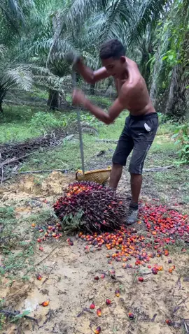 Pah mano sek demo..kawe keno berat ni..#abangkargo #gengbesitajang #manaabg2lori #hyp #fypシ #tiktoknakal #genglorisawit 