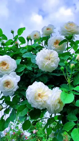 #flowers #beuatifulflowers #foryou #tiktok #scenery #homedecoration #beautifulview #plants #trending #dailyvlog #viralvideo #fyp #whiteflowers 