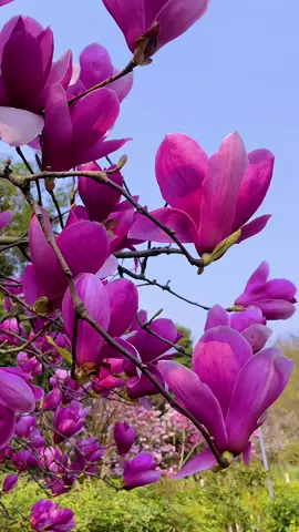 #flowers #beuatifulflowers #foryou #tiktok #scenery #homedecoration #beautifulview #plants #trending #dailyvlog #viralvideo #fyp 