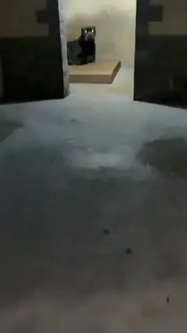 Hoje ele ta bravo 😄😄😄🫣🫣 Só hoje 🤫🤫🤫🤫🤫😄😄😄 #canecorso #amoranimal♥️ #amoranimal #melhorvideo #videodecaes #caesdeguarda 