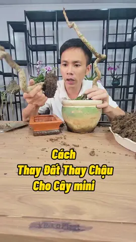 Thay Chậu và TRồng Cây Mini #trongcay #caymini #lamvuon #bonsaimini #caycanh #nongdan #namxelan90 