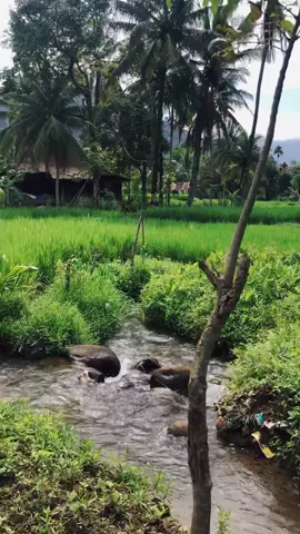 sejuk dan damai sekali suasana di pedesaan.. suara alam yang indah 😍