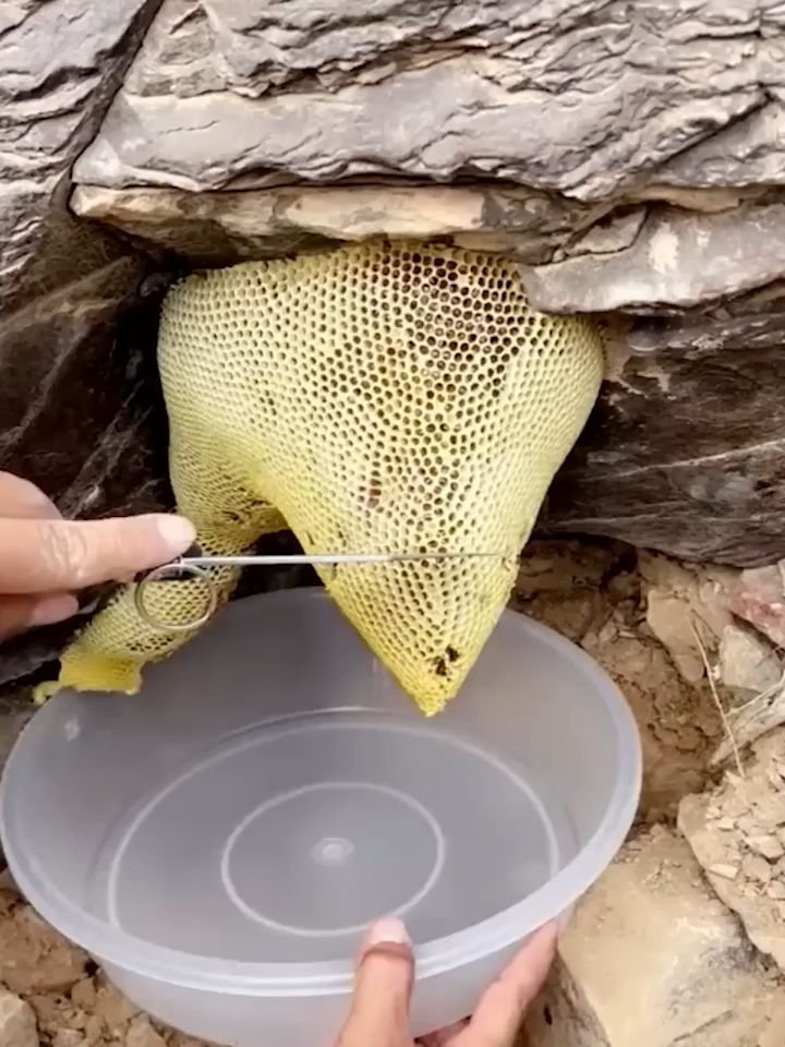 amazing view cutting natural cliff honey 🍯🐝 #bee #bees #honeybee #honeycomb #beehive #beekeeper #beekeeping #natural #honey #harvest #short #tiktok #fy #fyp #fy #trending