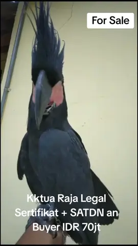 For sale Kktua Raja legal hasil dari penangkaran resmi. #kktua #kktuaraja #paruhbengkok #forsale #parrot #parrotsoftiktok #animals #cocatoo #cocatoobird #appendix #goliath #kakatua 