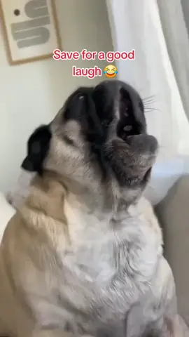 Save for a good laugh 🤣 @Funny Animals !! thank you for sharing this hilarious video 🤣😂 #pugparent #pugparentproblems #hilariouspug #cute_pug #loudpug #yellingpug #adorablepug #adorablepugs 