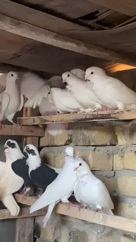 #جنايه_ارافل 