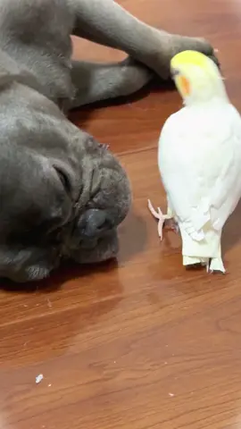 Max is sleeping, and the parrot wants to play with him, attempting to wake him up with its singing. Do you know what song the parrot is singing?#frenchie #frenchbulldog #frenchielovers #frenchiesoftiktok #pets #dogs #petlove #petlife #cutedog #doglover #puppytiktok #parrot #fyp #foryoupage 