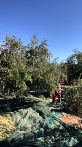 #مشالله_تبارك_الله🧿❤صلوعلى_محمد #قفصة_البية🇹🇳 #ناسالغربة🇹🇳🇲🇦🇨🇵🇩🇿 #الرقاب 🦅#سيدي_بوزيد 🌸