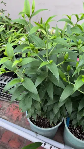 Đầu ngõ đào, mai, lan đã nở đầy rồi