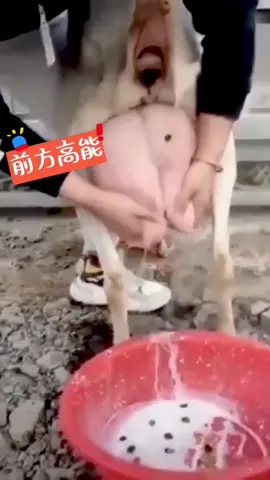 It is not what you think..  ............................#foryou #me #lixiaoye #love #cute #viral #trending #turkey #indonesia #india #pakistan #funny #funnyvideos #foryourpage #reelsinstagram #reelitfeelit #explore #