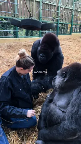 #CapCut #foryoupage #viral #foryoupage❤️❤️ #foryourpage #foru #foryou #fypシ #fyp #for #fyppppppppppppppppppppppp #gorilla #mukbang 