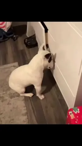 Wilbur is THIS CLOSE to getting into the sock drawer 😂😂😂😂😂😂😂😂😂😂😂😂😂😂😂.   📷 @bullterrier.love.gram #funny #funnyvideos #funnybully #funnymemes  #bullterrier #bullterriersofinstagram #bullterrierlovers #bullterriers #bullterrierlover #bullterrierclub #bullterrierdog #dog #dogsofinstagram #dogs #doglife #dogoftheday #doglover #doglover #doglovers #doglove