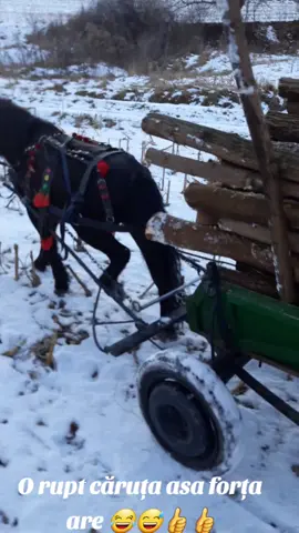 #foryou #poneigrei💪❤ #poneiii😍🥰❤️ #poneiii😍🥰❤️🐴💪💪 #poneiimei🐴🐎 #fypシ #fypシ #cai