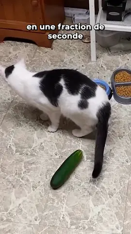Chats et concombre #chat #virguleanimale #nature #animaux #omg 