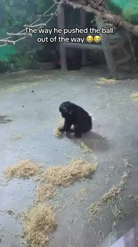He’s so cute 🥹😭 #baby #monkey #zoo #cute #wholesome #funny #hoest 