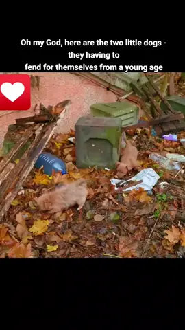 Oh my God, here are the two little dogs - they having to fend for themselves from a young age #foryou #animal #dog #puppy #abandoned #neiperteee #cane 